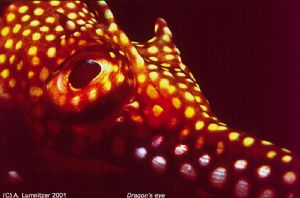 Eye of a weedy seadragon (Phyllopterix taeniolatus) Shark... by Akos Lumnitzer 